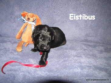 Eistibus zwarte reu, 2 weken jonge pup